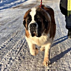 Meet your Posher, Abigail